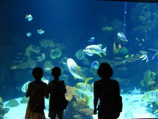 ozono para sistemas de sustentacion