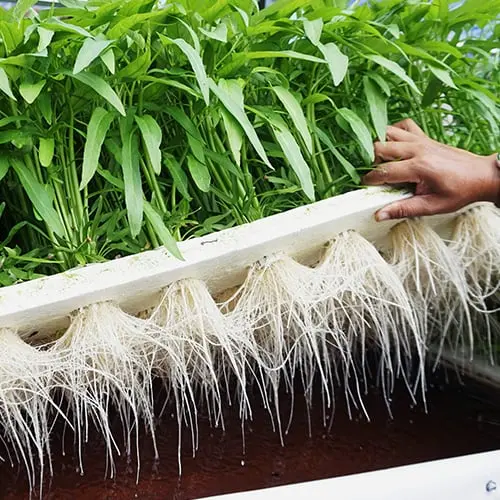 crecimiento de raices con ozono